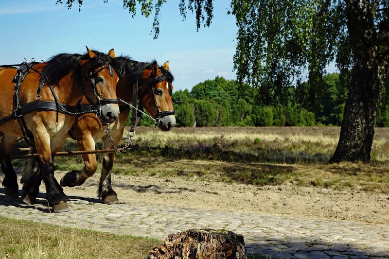 Horse-Drawn Carriages